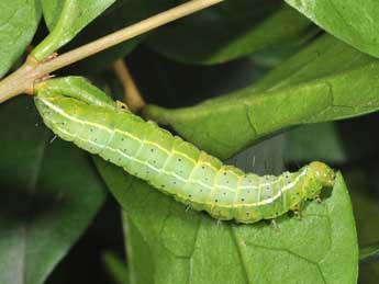  Chenille de Craniophora ligustri D. & S. - Philippe Mothiron