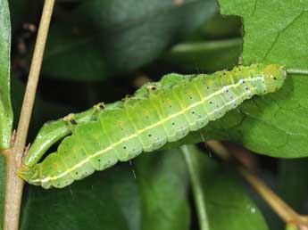  Chenille de Craniophora ligustri D. & S. - ©Philippe Mothiron