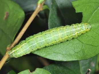  Chenille de Craniophora ligustri D. & S. - Philippe Mothiron