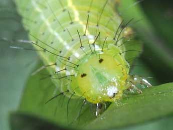  Chenille de Craniophora ligustri D. & S. - ©Philippe Mothiron