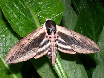 Sphinx ligustri L. adulte - ©Philippe Mothiron