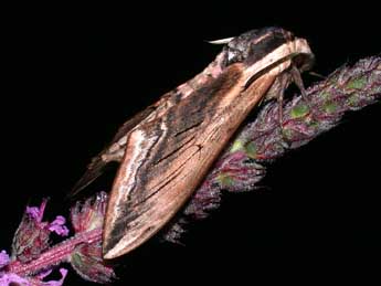 Sphinx ligustri L. adulte - ©Philippe Mothiron