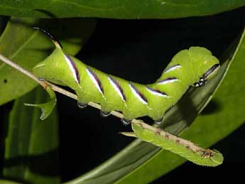  Chenille de Sphinx ligustri L. - ©Alexis Borges