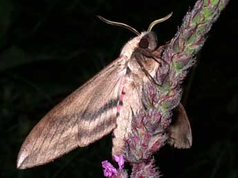 Sphinx ligustri L. adulte - Philippe Mothiron