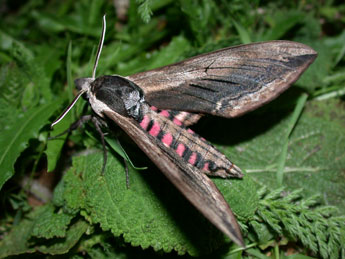 Sphinx ligustri L. adulte - Philippe Mothiron