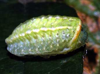  Chenille de Apoda limacodes Hfn. - ©Franois Spill