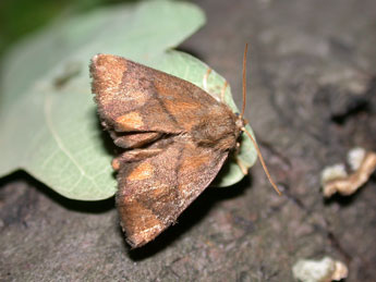 Apoda limacodes Hfn. adulte - Philippe Mothiron