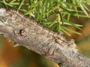  Chenille de Gufria limosa Serres - Yann Baillet