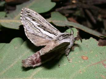 Gufria limosa Serres adulte - Philippe Mothiron