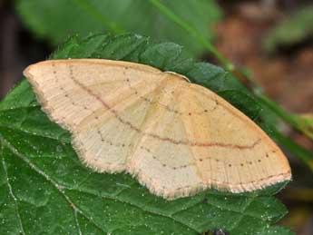 Cyclophora linearia Hb. adulte - ©Philippe Mothiron