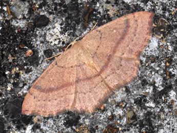 Cyclophora linearia Hb. adulte - Philippe Mothiron