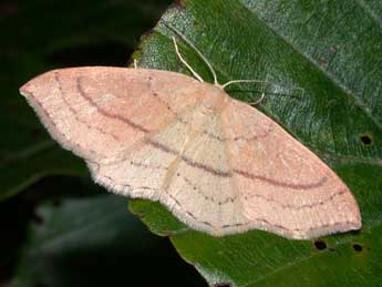 Cyclophora linearia Hb. adulte - ©Philippe Mothiron