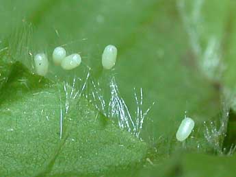  Oeuf de Cyclophora linearia Hb. - ©Philippe Mothiron