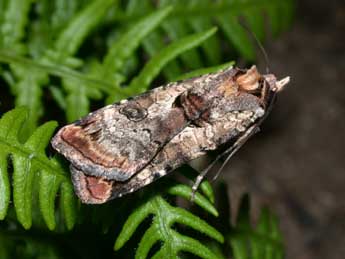 Epilecta linogrisea D. & S. adulte - Philippe Mothiron