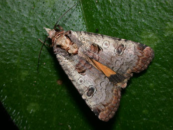 Epilecta linogrisea D. & S. adulte - Philippe Mothiron