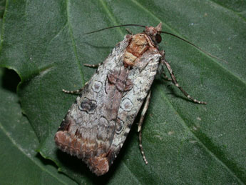 Epilecta linogrisea D. & S. adulte - Philippe Mothiron