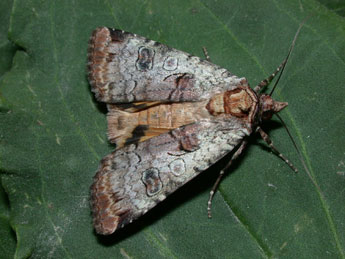 Epilecta linogrisea D. & S. adulte - ©Philippe Mothiron