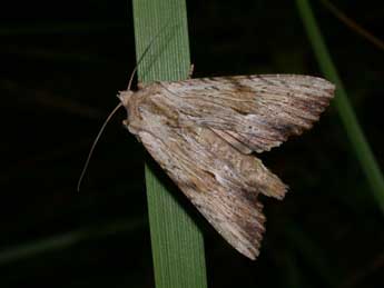 Apamea lithoxylaea D. & S. adulte - ©Philippe Mothiron