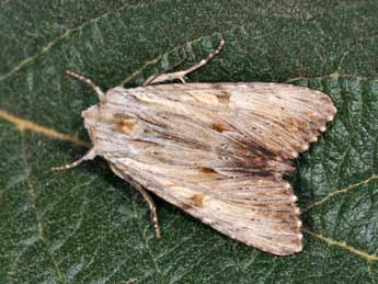 Apamea lithoxylaea D. & S. adulte - Philippe Mothiron