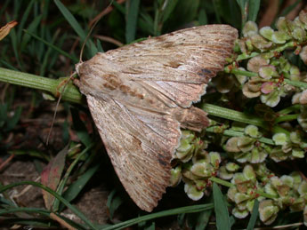 Apamea lithoxylaea D. & S. adulte - Philippe Mothiron