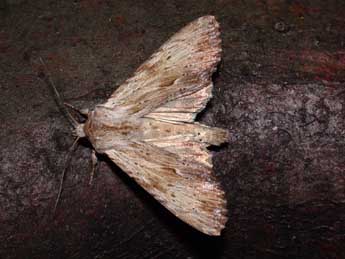 Apamea lithoxylaea D. & S. adulte - Philippe Mothiron