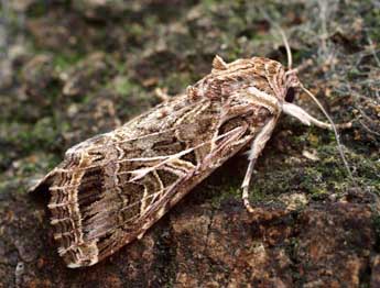 Spodoptera littoralis Bsdv. adulte - ©Serge Wambeke