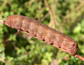  Chenille de Spodoptera littoralis Bsdv. - ©Serge Wambeke