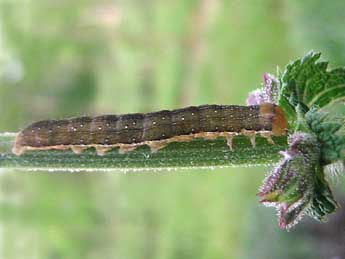  Chenille de Anchoscelis litura L. - ©Tineke Aarts