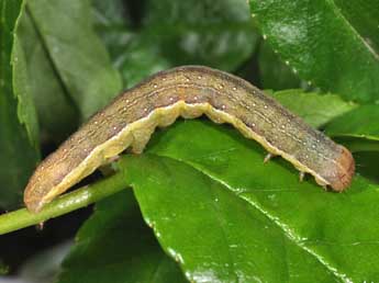  Chenille de Anchoscelis litura L. - Philippe Mothiron