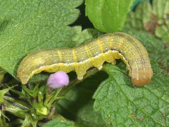  Chenille de Anchoscelis litura L. - Philippe Mothiron