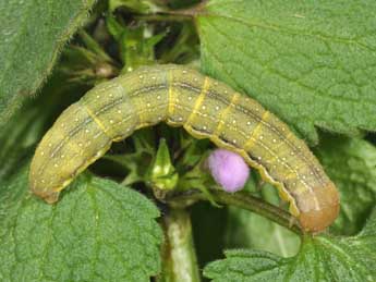  Chenille de Anchoscelis litura L. - Philippe Mothiron