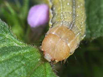  Chenille de Anchoscelis litura L. - Philippe Mothiron