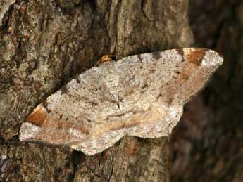 Macaria liturata Cl. adulte - Daniel Morel