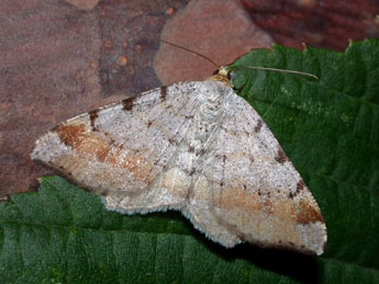 Macaria liturata Cl. adulte - Philippe Mothiron