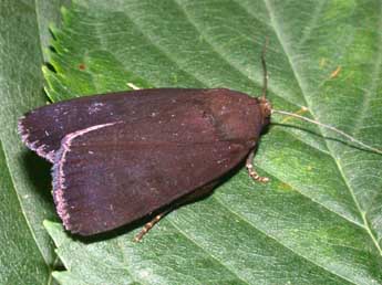 Amphipyra livida D. & S. adulte - ©Philippe Mothiron