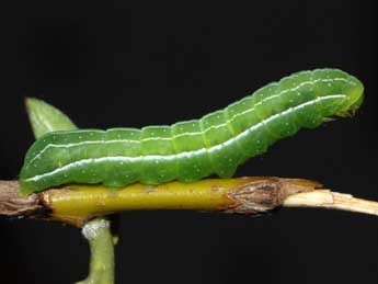  Chenille de Amphipyra livida D. & S. - ©Stphane Grenier