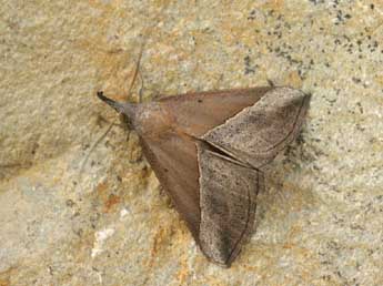 Hypena lividalis Hb. adulte - ©Daniel Morel