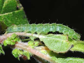  Chenille de Hypena lividalis Hb. - ©Stphane Grenier