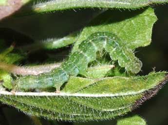  Chenille de Hypena lividalis Hb. - ©Stphane Grenier