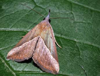 Hypena lividalis Hb. adulte - ©Philippe Mothiron