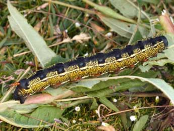  Chenille de Hyles livornica Esp. - ©Daniel Morel