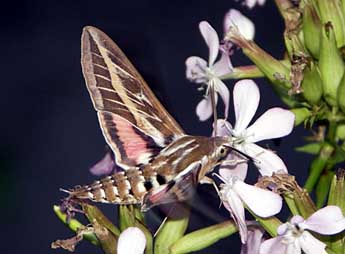 Hyles livornica Esp. adulte - ©Sylvain Montagner