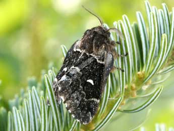 Cosmotriche lobulina D. & S. adulte - Yann Baillet