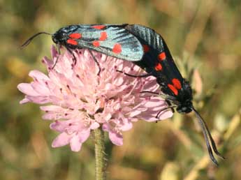 Zygaena lonicerae Scheven adulte - ©Daniel Morel