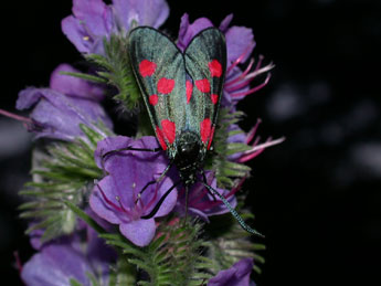 Zygaena lonicerae Scheven adulte - ©Philippe Mothiron