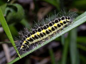  Chenille de Zygaena lonicerae Scheven - Philippe Mothiron