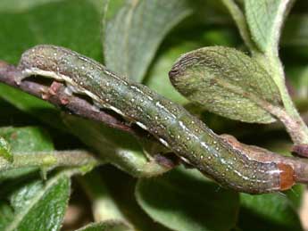  Chenille de Leptologia lota Cl. - Philippe Mothiron