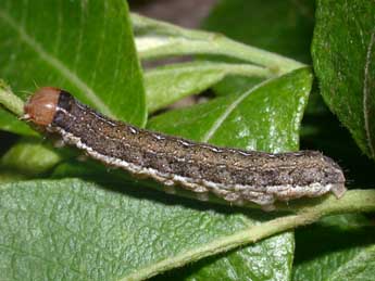  Chenille de Leptologia lota Cl. - Philippe Mothiron