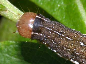  Chenille de Leptologia lota Cl. - Philippe Mothiron