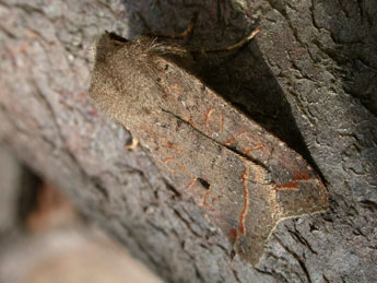 Leptologia lota Cl. adulte - ©Philippe Mothiron